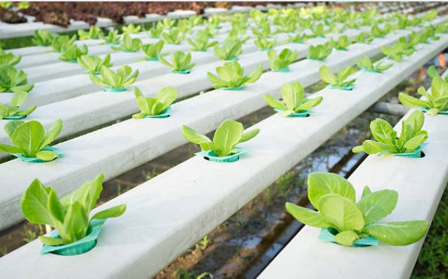 How important is pH in growing?