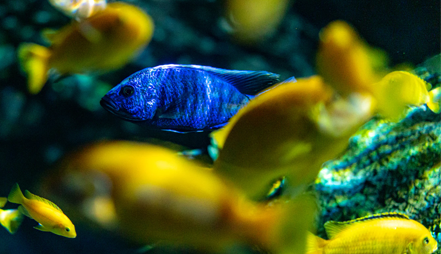 What are the Key Aquarium Parameters?